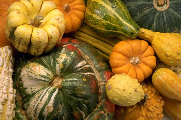 Fall Harvest 