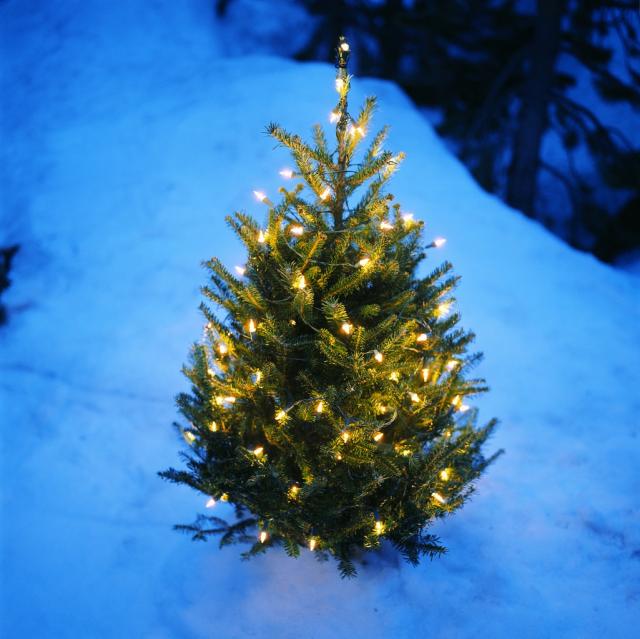 Lit Tree in Winter Wonderland